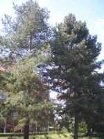 p5070050