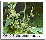 Blok textu:  
Obr..8: Skvetie konopy
