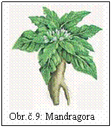Blok textu:  
Obr..9: Mandragora
