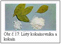 Blok textu:  
Obr..17: Listy kokanovnka a kokan
