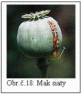 Blok textu:  
Obr..18: Mak siaty
