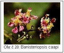 Blok textu:  
Obr..20: Banisteriopsis caapi

