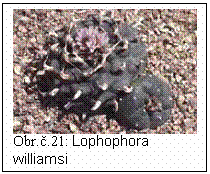 Blok textu:  
Obr..21: Lophophora williamsi

